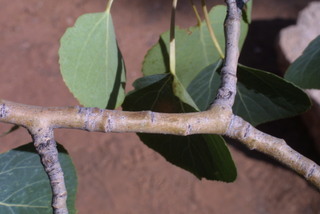Populus tremuloides, twig - orientation of petioles
