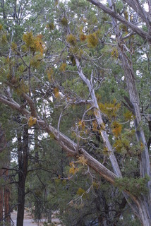 Phoradendron juniperinum, whole tree or vine - general