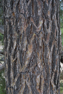 Pinus edulis, bark - of a large tree