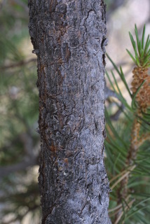 Pinus edulis, bark - of a small tree or small branch