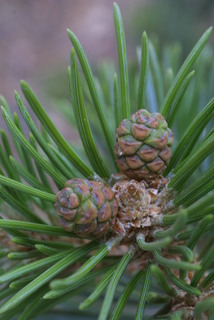 Pinus edulis, cone - female - closed