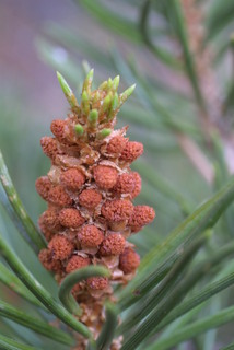 Pinus edulis, cone - male