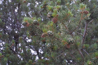 Pinus edulis, cone - unspecified