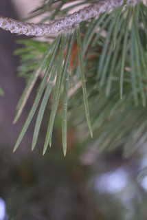 Pinus edulis, leaf - entire needle