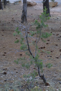Pinus edulis, whole tree - general