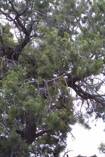 Pinus edulis, whole tree - view up trunk