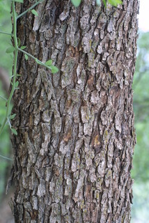 Prosopis velutina, bark - of a medium tree or large branch