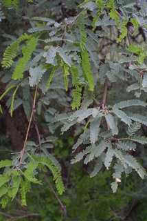 Prosopis velutina, leaf - showing orientation on twig