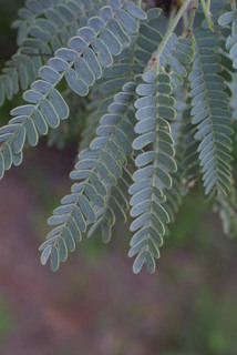 Prosopis velutina, leaf - whole upper surface