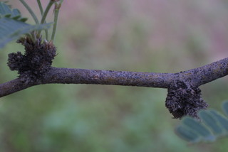 Prosopis velutina, twig - orientation of petioles