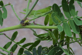 Prosopis velutina, twig - orientation of petioles