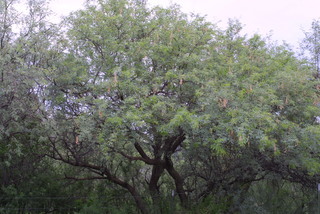 Prosopis velutina, whole tree or vine - general