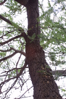 Prosopis velutina, whole tree or vine - view up trunk
