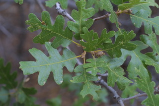 Quercus gambelii, leaf - showing orientation on twig