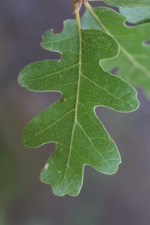 Quercus gambelii, leaf - whole upper surface