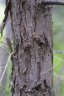 Acacia constricta, bark - of a medium tree or large branch