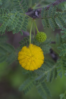 Acacia constricta, inflorescence - whole - unspecified