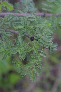 Acacia constricta, leaf - showing orientation on twig