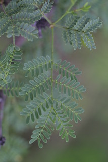 Acacia constricta, leaf - whole upper surface