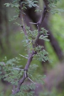 Acacia constricta, twig - orientation of petioles