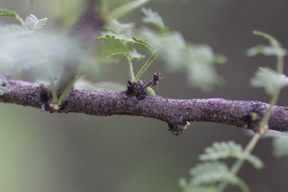 Acacia constricta, twig - orientation of petioles