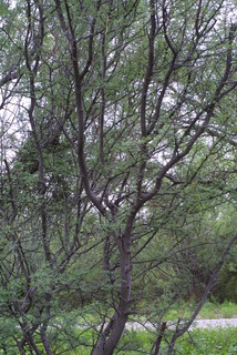 Acacia constricta, whole tree or vine - general