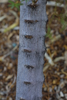 Larrea tridentata, bark - of a small tree or small branch
