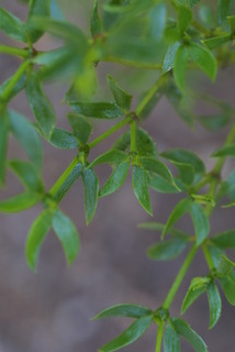 Larrea tridentata, leaf - whole upper surface