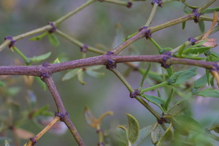 Larrea tridentata, twig - orientation of petioles