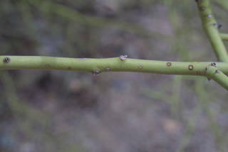 Parkinsonia microphylla, twig - orientation of petioles