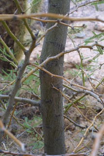 Prosopis glandulosa, bark - of a small tree or small branch