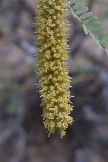 Prosopis glandulosa, inflorescence - frontal view of flower