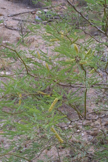 Prosopis glandulosa, inflorescence - whole - unspecified