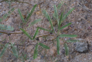 Prosopis glandulosa, leaf - showing orientation on twig