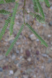 Prosopis glandulosa, leaf - whole upper surface