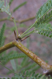 Prosopis glandulosa, twig - orientation of petioles