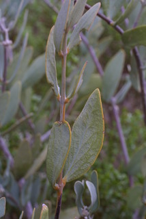 Simmondsia chinensis, leaf - showing orientation on twig