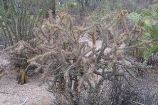 Opuntia acanthocarpa, whole plant - unspecified