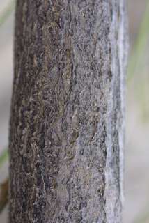 Baccharis sarothroides, bark - of a medium tree or large branch