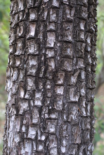 Juniperus deppeana, bark - of a large tree