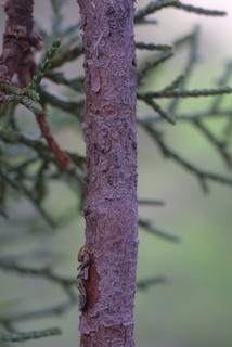 Juniperus deppeana, bark - of a small tree or small branch