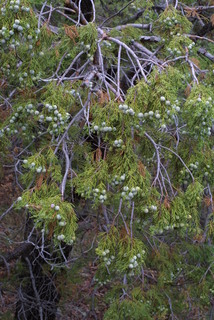 Juniperus deppeana, cone - female - closed