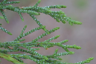 Juniperus deppeana, leaf - showing orientation on twig