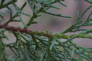 Juniperus deppeana, twig - showing attachment of needles