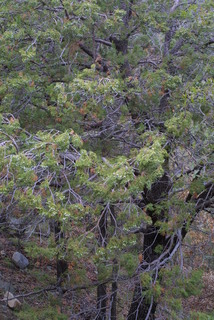Juniperus deppeana, whole tree - general
