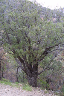 Juniperus deppeana, whole tree - general