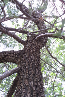 Juniperus deppeana, whole tree - view up trunk