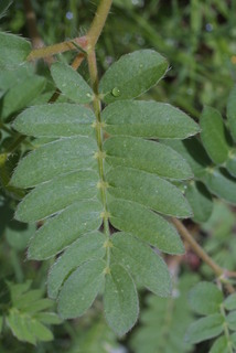 Kallstroemia grandiflora, leaf - basal or on lower stem