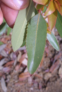 Arbutus arizonica, leaf - whole upper surface