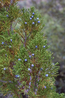 Juniperus monosperma, cone - female - closed